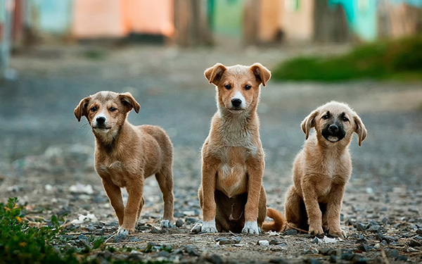 three little dogs