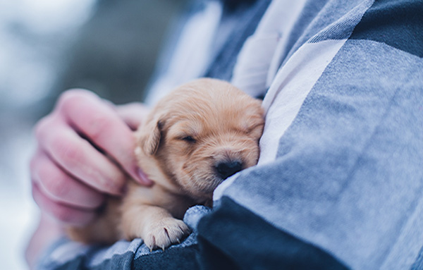 lab litter