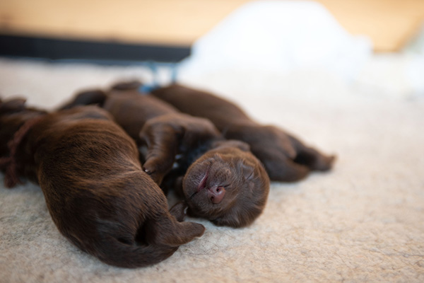 boxer puppies