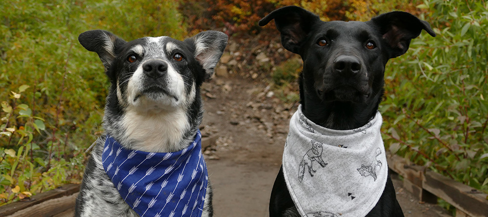 two dogs