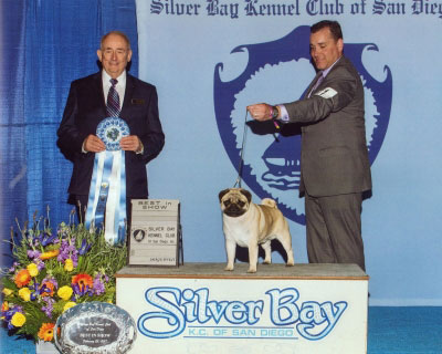 pug best in show