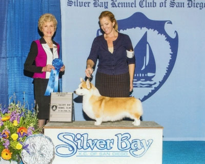 Welsh Corgi