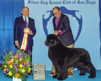 newfoundland reserve best in show