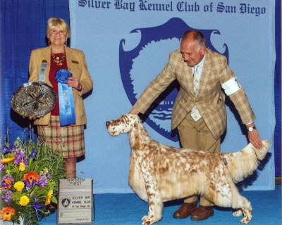 Sporting group English Setter