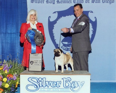 Toy group pug