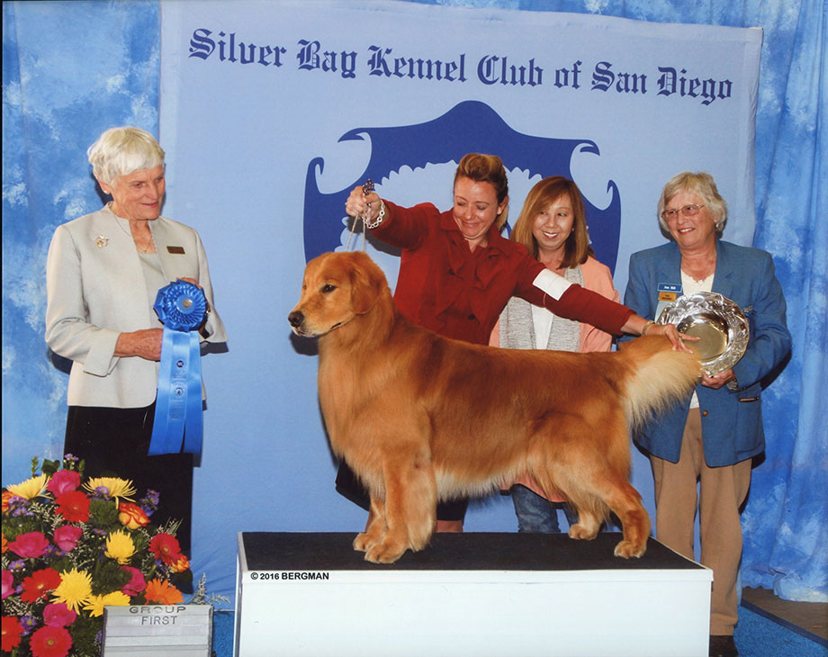 Sporting group golden retriever