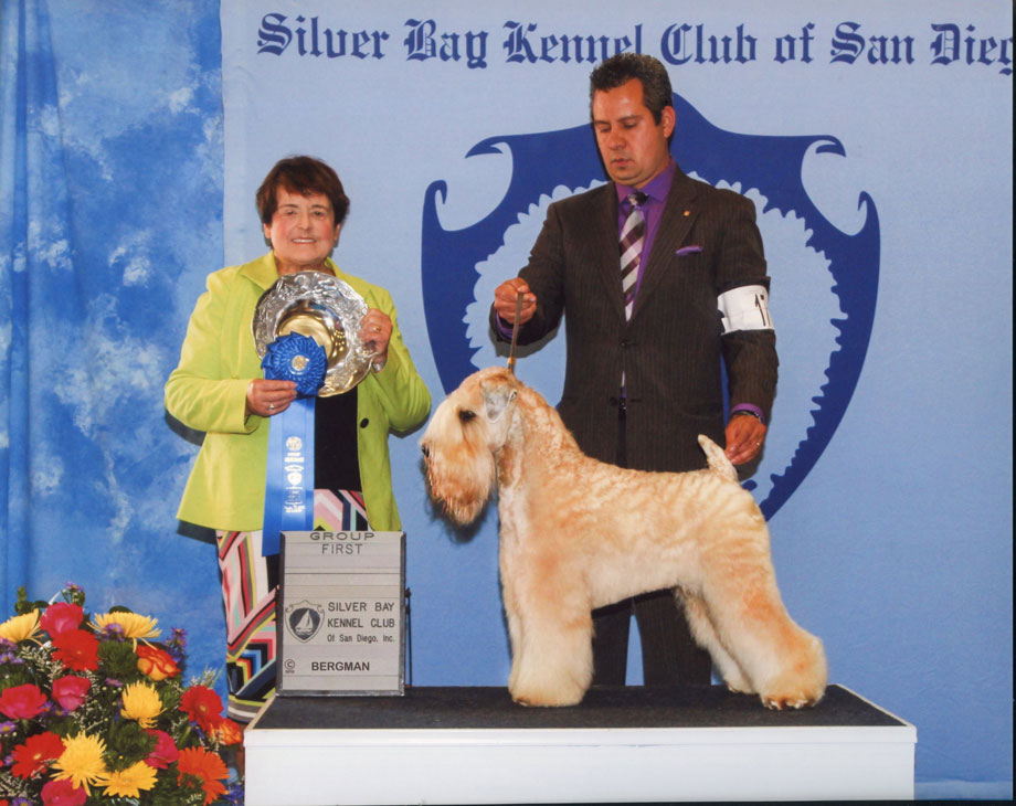 Wheaten terrier