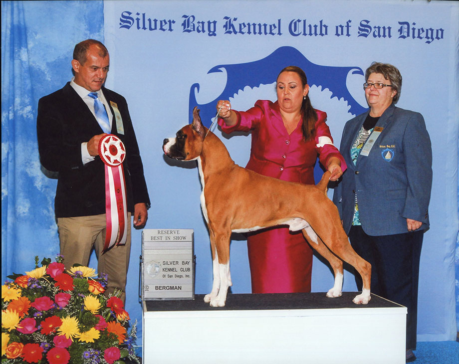 boxer reserve best in show
