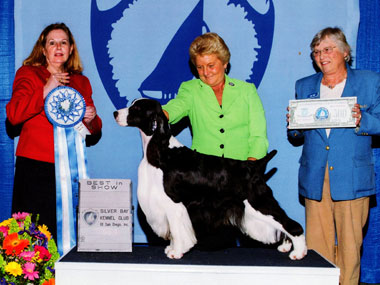 poodle best in show