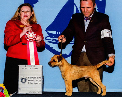 border terrier reserve best in show
