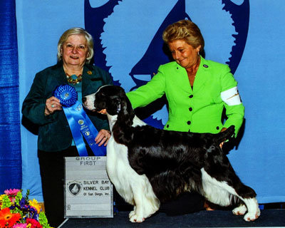 Sporting group english springer spaniel