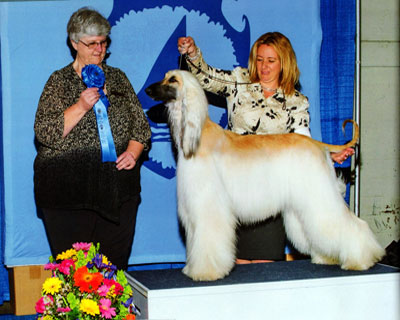 Sporting group golden retriever