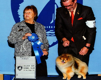 Toy group pomeranian
