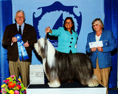 Bearded Collie