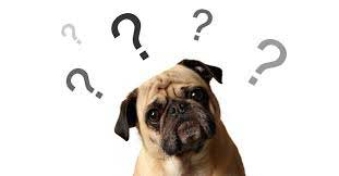 questioning dog