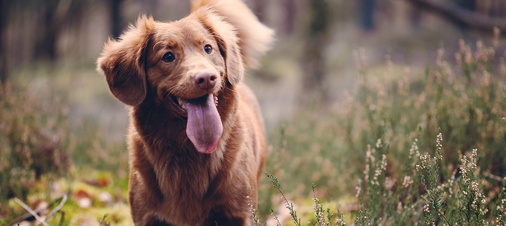 dog in forest