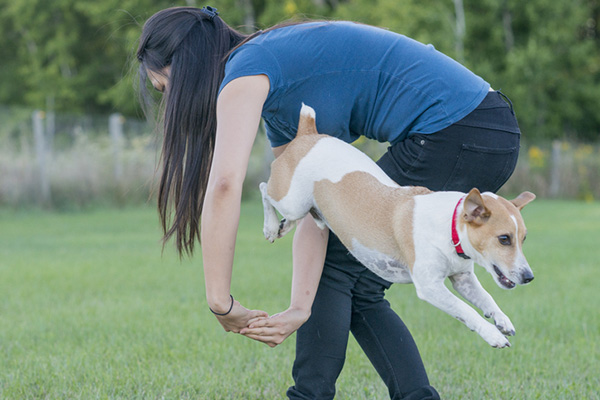 dog jumping