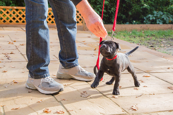 dog being walked