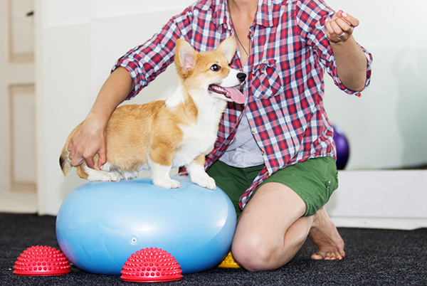 dog on ball